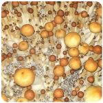 Псилоцибиновые (галлюциногенные)  грибы Psilocybin "Golden Teacher" в Куйбышеве