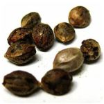 Семена марихуаны АК-47  (Seeds AK-47) в Куйбышеве